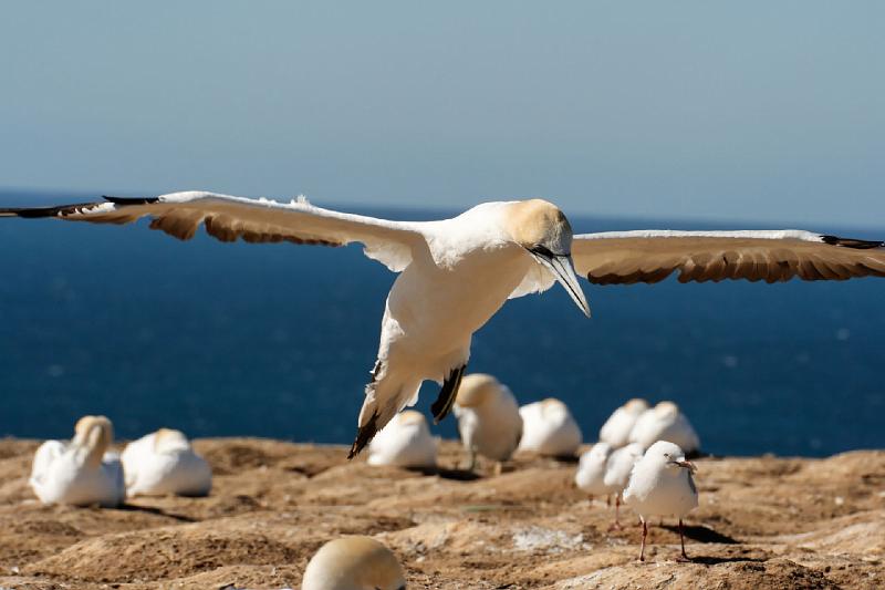 2007 04 14 Napier_Cape Kidnapper 028_DXO.jpg